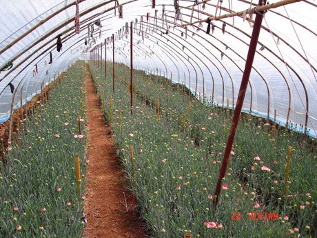 云南花卉熱銷海外市場 出口量和出口額同比增長51.5%、11.7%