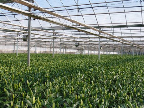 云南花卉熱銷海外市場 出口量和出口額同比增長51.5%、11.7%