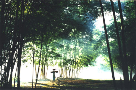 科學家版納植物園做導游