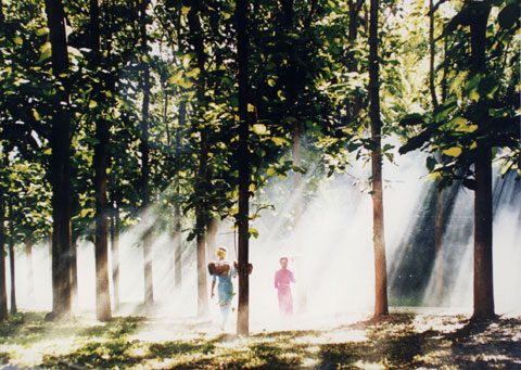 科學家版納植物園做導游