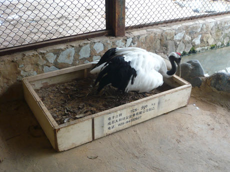 “一夫一妻制”丹頂鶴產下愛情結晶 其余雌鶴苦盼郎君