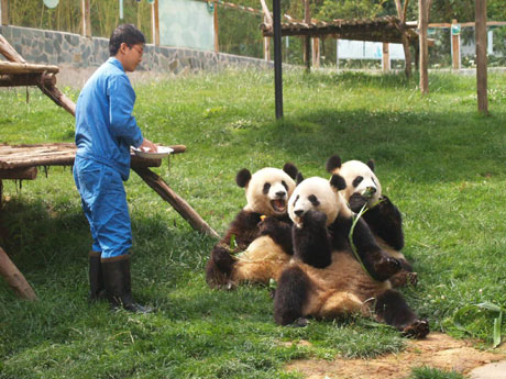 大熊貓吃粽子過端午節