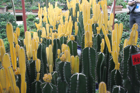 “網上看河南”記者參觀“花都”鄢陵縣花木園區