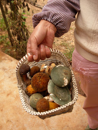 云南野生動物園菌子免費采
