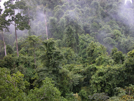 中科院西雙版納熱帶植物園暑期開展科普旅游優惠活動