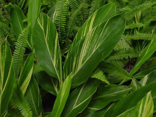 120多名國(guó)內(nèi)外專家學(xué)者親近熱帶雨林