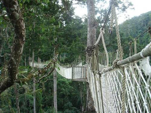 120多名國內外專家學者親近熱帶雨林