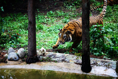 到云南野生動物園“深入虎穴”近距離接觸老虎