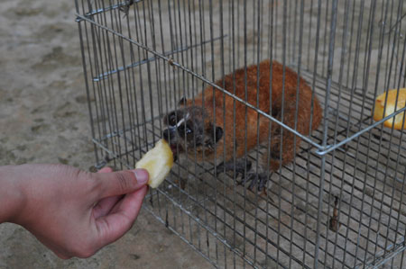 別出心裁的七夕禮物竟是一只倭蜂猴