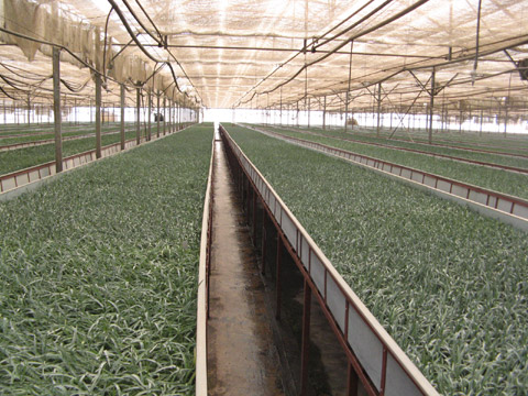 中國花博會9月開幕 云南舉“特色”牌