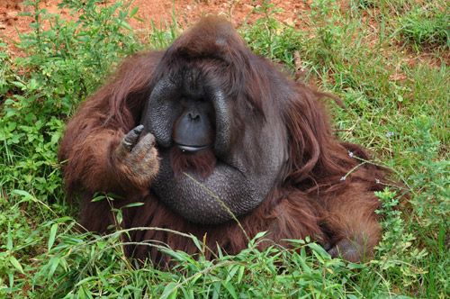 “培培”變成胖猩猩 如何減肥成難題