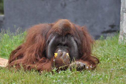 “培培”變成胖猩猩 如何減肥成難題