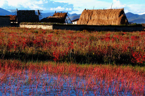 云南迪慶藏族自治州州長：努力打造發(fā)展和諧生態(tài)香格里拉