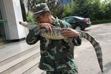 昆明武警森林支隊安寧大隊解救鱷魚 移交動物收容中心(圖)