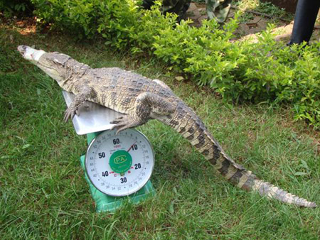 昆明武警森林支隊安寧大隊解救鱷魚 移交動物收容中心(圖)