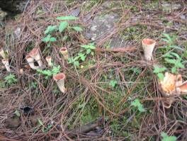 無量山中品山珍（組圖）