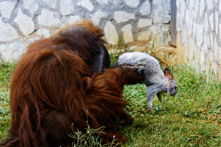 胖猩猩“培培”減肥記