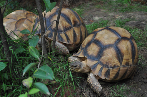 陸龜之王“安哥洛卡”登陸昆明[圖]