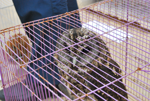 昆明森林公安局打擊破壞野生動(dòng)植物資源違法犯罪見成效