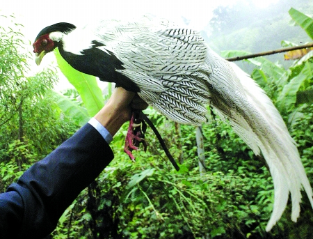 怪鳥！頭像母雞尾似孔雀