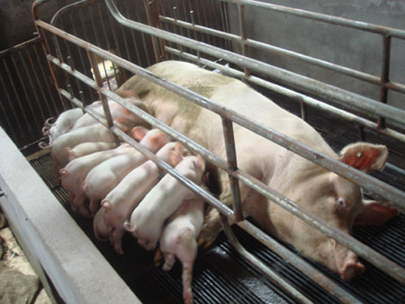 宜賓躋身四川省現(xiàn)代畜牧業(yè)重點縣