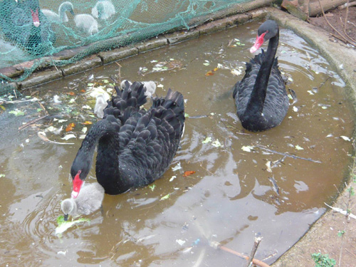 云南野生動物園黑天鵝“夫婦”合力孵出小天鵝[圖]