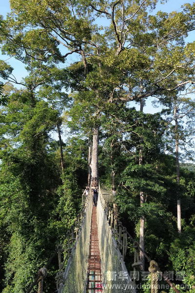 西雙版納全力保護(hù)北回歸線唯一綠洲