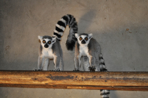 動物也有幫派之爭 4只環尾狐猴被趕出家門[圖]