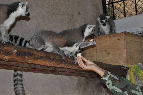動物也有幫派之爭 4只環尾狐猴被趕出家門[圖]