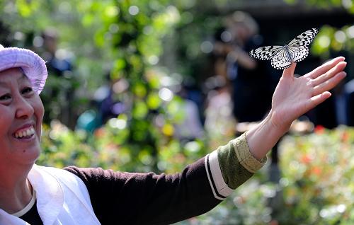 云南西雙版納野象谷趣味多