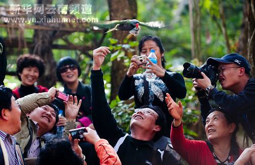 云南西雙版納野象谷趣味多