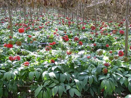 云南文山三七走勢俏