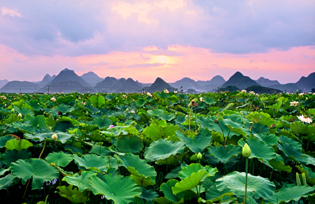 云南文山丘北普者黑：水上田園映池塘