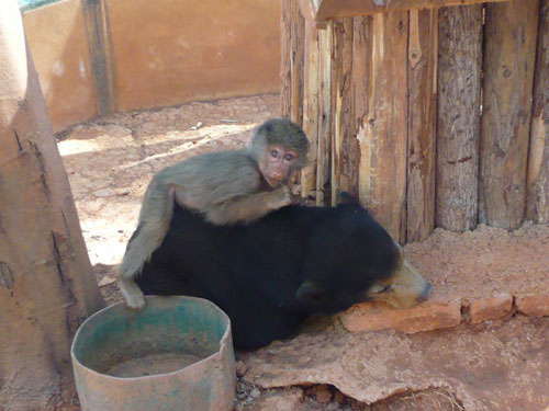 狒狒、馬來熊跨種族手足情