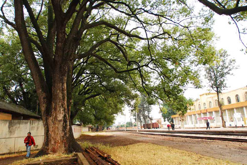 金飛豹日記——“尋訪百年滇越鐵路徒步千里見證歷史”（第6天）