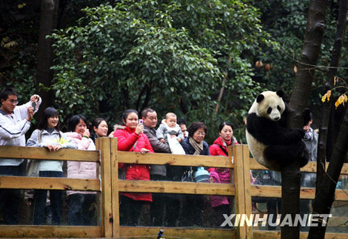 落戶桂林的奧運大熊貓與游客見面