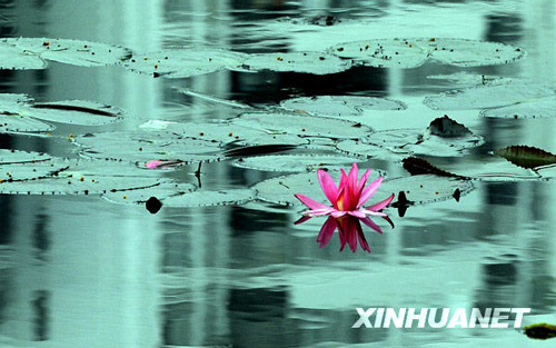 三九時(shí)節(jié)睡蓮開(kāi)