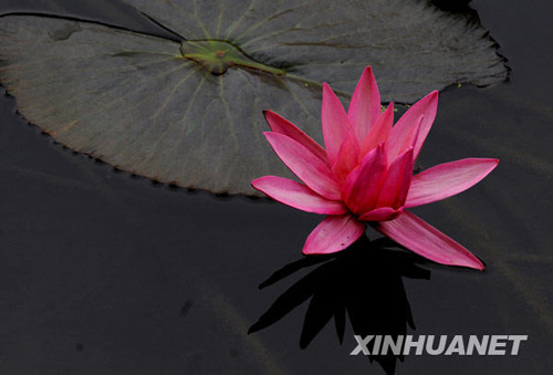 三九時(shí)節(jié)睡蓮開(kāi)