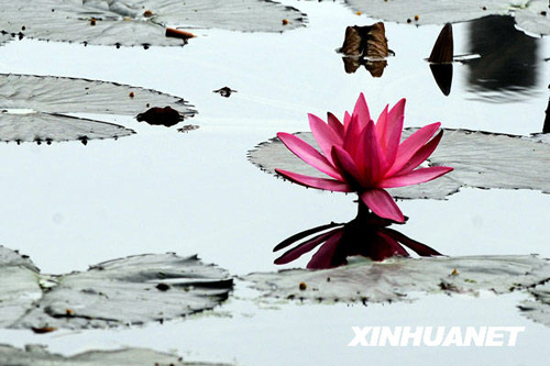 三九時(shí)節(jié)睡蓮開(kāi)