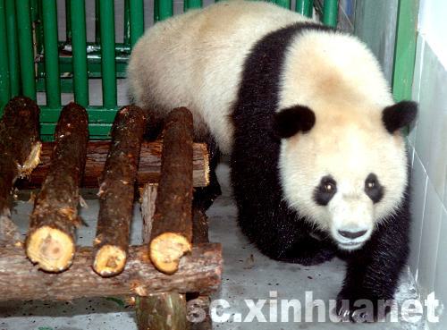 四川奧運熊貓安全抵達浙江溫嶺