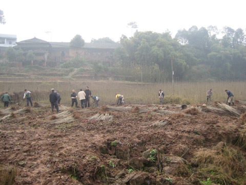 給農民存款 白花鎮“綠色銀行”受歡迎