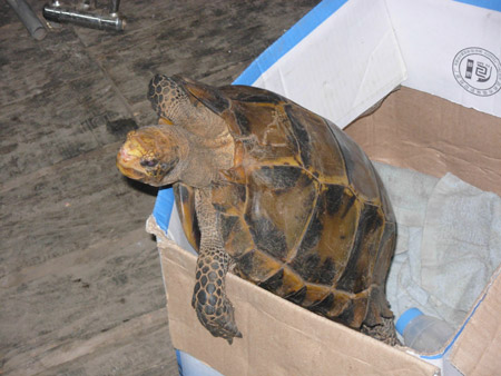 云南野生動物園收容國家二級保護動物凹甲陸龜