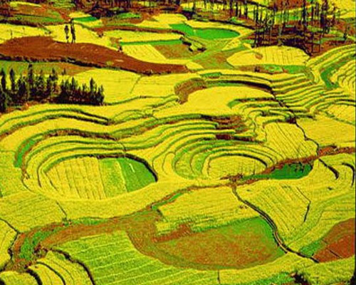 2010年云南羅平國(guó)際油菜花文化旅游節(jié)下月開(kāi)幕