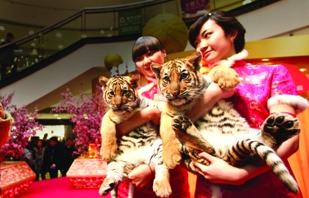 小老虎賀歲 顧客驚呼好大的貓