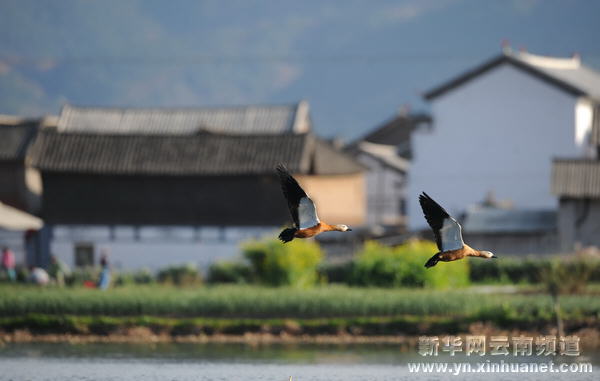 高原水鄉西湖 世外桃源如畫[多圖]