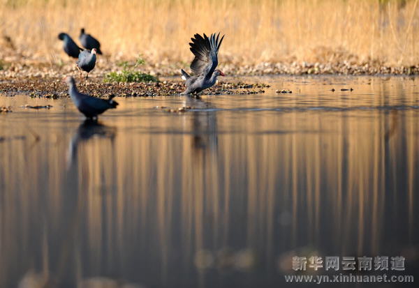 高原水鄉(xiāng)西湖 世外桃源如畫[多圖]