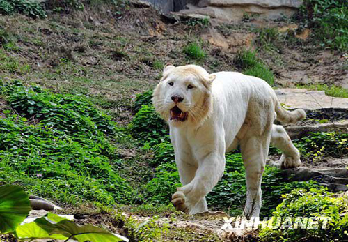 廣州香江野生動(dòng)物世界百虎山開放迎游客