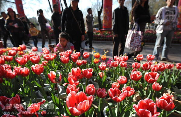 春節黃金周云南共接待游客520多萬人次