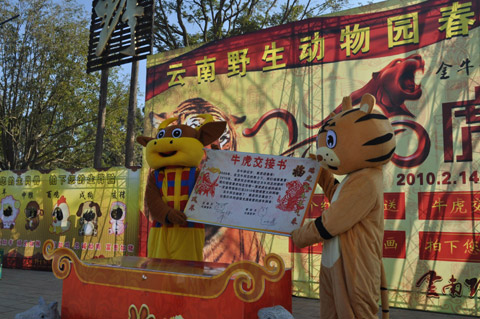 萬人涌進云南野生動物園看老虎