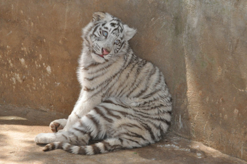 云南：3幸運家庭認養(yǎng)白虎寶寶（圖）